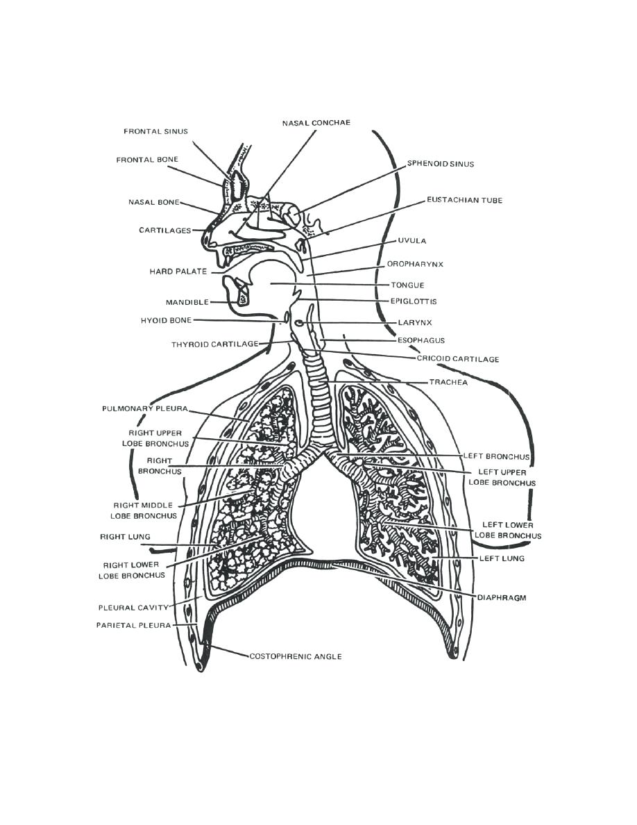 Respiratory System: A Visual Guide