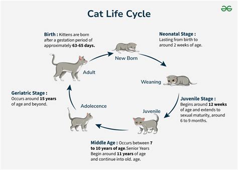 5 Key Stages of a Cat's Life Journey