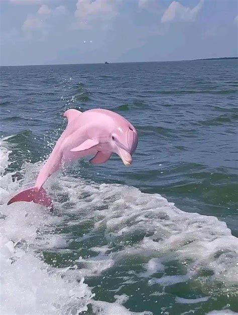 5 Surprising Pink Dolphin Facts